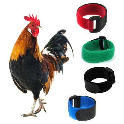 Pack 2 Collares Gallinas Anti-Ruido sin Gancho - Banda Cuello Cómoda - Image 3