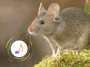 Juguetes Interactivos para Gatos con Catnip y Sonidos de Ratón - Image 10