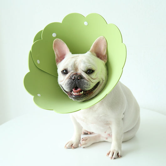 Collar Protector Antilamido con Cubierta Girasol para Mascotas - Image 3