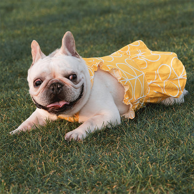 Vestido de Algodón para Mascotas con Estampado Cartoon - Primavera - Image 4