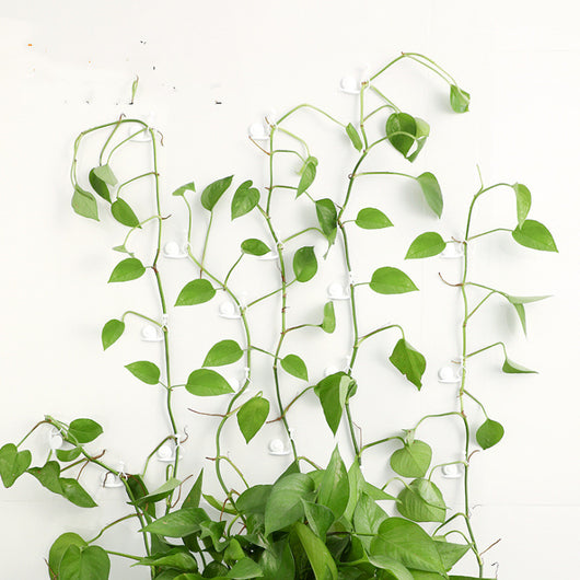 Set de 10 Abrazaderas de Ratán para Plantas Trepadoras - Soportes de Pared - Image 7