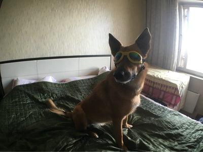 Gafas de Sol para Mascotas - Protección UV y Estilo para Perros y Gatos - Image 18