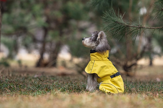 Poncho Impermeable Universal para Perros Pequeños y Medianos - Image 16