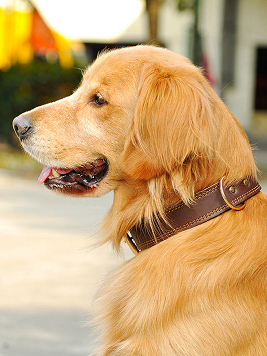 Collar de Cuero Genuino para Perros Medianos y Grandes - Golden Husky - Image 10