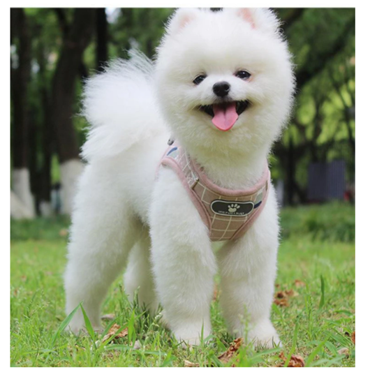 Arnés de Tracción para Perros con Cuerda de Paseo