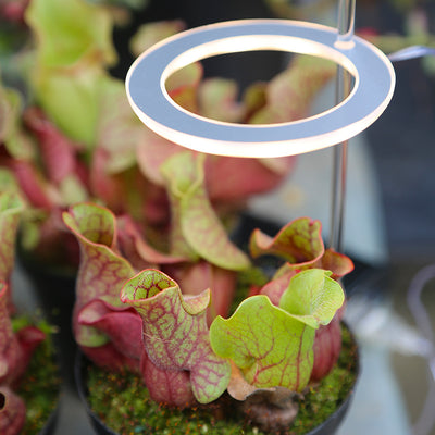 Lámpara LED de Espectro Completo para Plantas y Suculentas - Image 17
