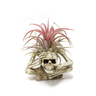 Soporte de Tillandsia sin Tierra - Maceta de Resina Fácil de Cuidar - Image 5