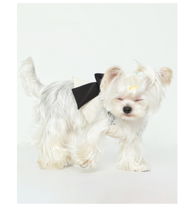 Blusa Tanque Beige con Moño de Seda Negra para Mascotas - Image 8