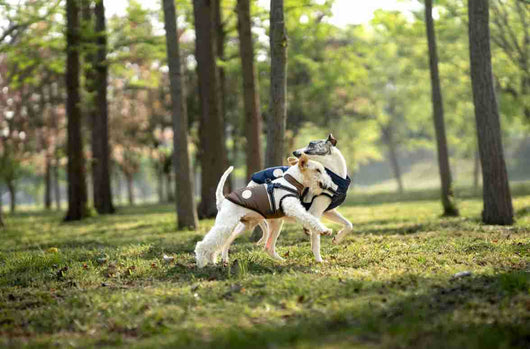 Chaleco Térmico Protector para Perros - Image 20