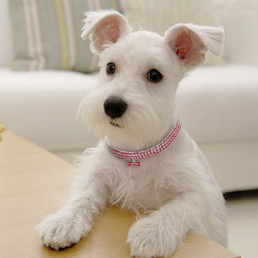 Collar de Perro con Cristales Brillantes - Accesorios Elegantes para Mascotas Pequeñas - Image 18