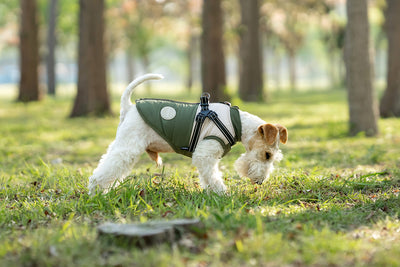 Chaleco Térmico Protector para Perros - Image 21
