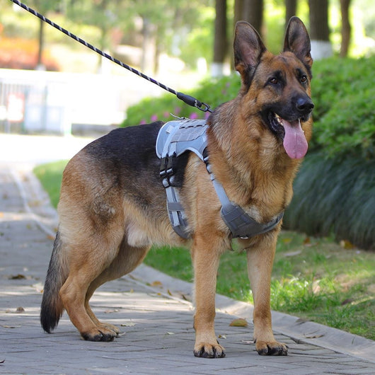 Light grey tactical dog harness made of Oxford cloth with mesh padding, adjustable straps, a top handle, and D-ring. - Image 14