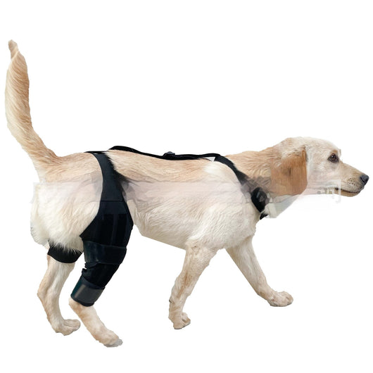 Refuerzo de Rodilla para Perros - Soporte para Patas Traseras - Image 24