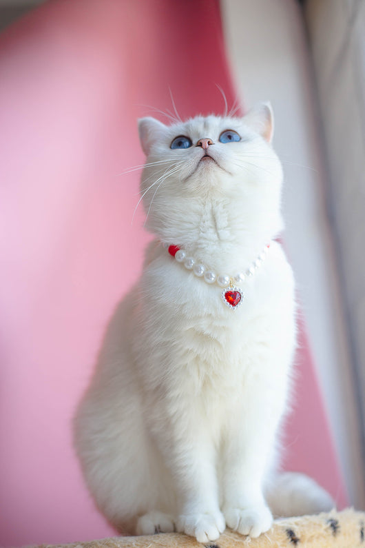 Collar de Cuentas para Gatos Amor y Conexión - Image 22