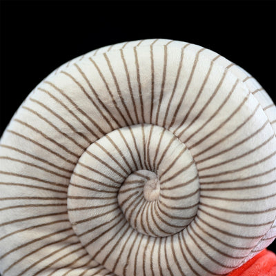 Peluches de la Serie Paleontología: Amonitas Coleccionables - Image 4