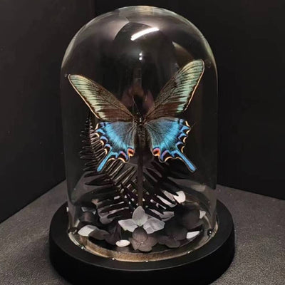 Cinturón Verde con Especímenes de Mariposas Reales en Vitrina de Cristal