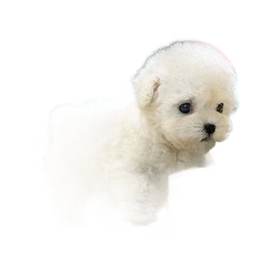 Perrito Robot de Peluche Suave Interactivo - Image 5