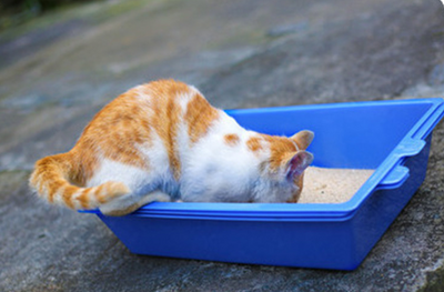 Areneros Triples para Gatos - Image 3