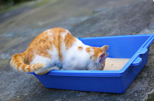 Areneros Triples para Gatos - Image 3