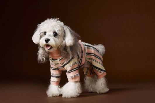 Suéter Térmico de Rayas para Perros Pequeños - Schnauzer, Bichón y Maltés - Image 41