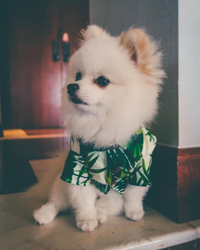 Playera Estilo Europeo y Americano con Diseño de Corgi y Shiba Inu - Image 10