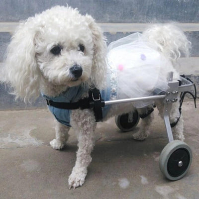 Silla de Ruedas para Perros - Completamente Ajustable - Image 4