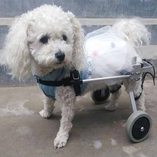 Silla de Ruedas para Perros - Completamente Ajustable - Image 4