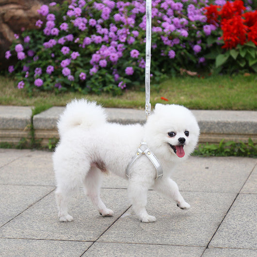 Arnés de Pecho para Perros y Gatos con Correa Ajustable - Image 12