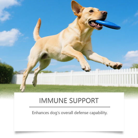 Gránulos Blandos para la Salud Intestinal Canina - Image 3