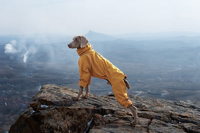 Abrigo Impermeable para Perros Grandes con Cuello Alto y Protección Térmica - Image 13