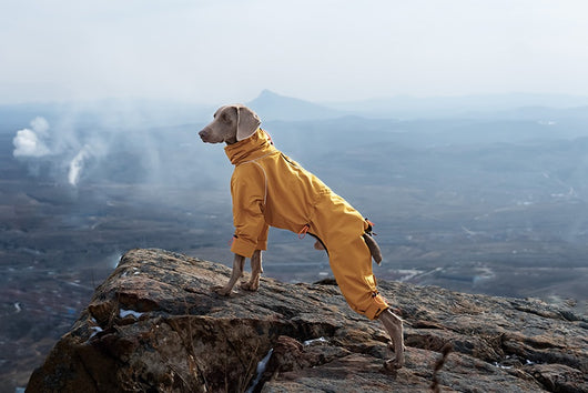 Abrigo Impermeable para Perros Grandes con Cuello Alto y Protección Térmica - Image 13