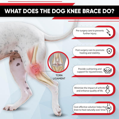 Refuerzo de Rodilla para Perros - Soporte para Patas Traseras - Image 13