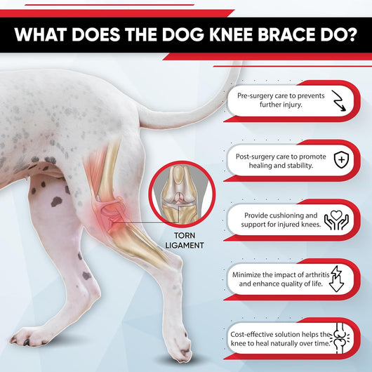 Refuerzo de Rodilla para Perros - Soporte para Patas Traseras - Image 13