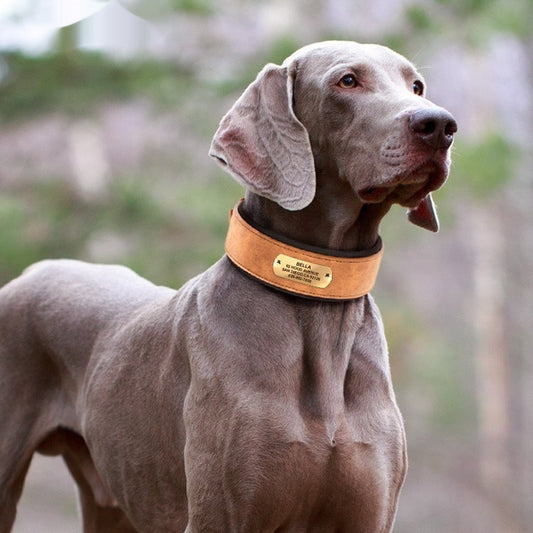 Collar Ancho para Perro con Letrero Antideslizante