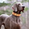 Collar Ancho para Perro con Letrero Antideslizante