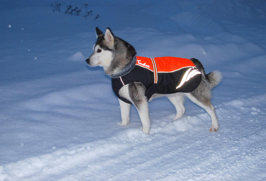 Abrigo Acolchado de Plumón para Perros - Cálido y Elegante - Image 7