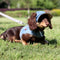 Sombrero Vaquero Protector Solar para Mascotas