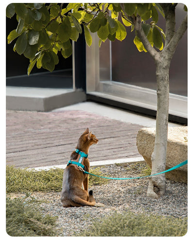 Arnés de Tracción en I para Gatos - Chaleco Pectoral y Dorsal - Image 20