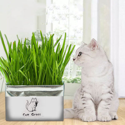 Pasto Orgánico Sin Tierra para Gatos - Limpieza Oral Natural