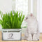 Pasto Orgánico Sin Tierra para Gatos - Limpieza Oral Natural
