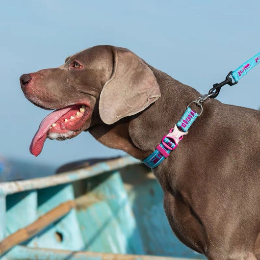 Collar Cadena Antiexplosión Reflectante para Perros Grandes, Medianos y Pequeños - Image 9