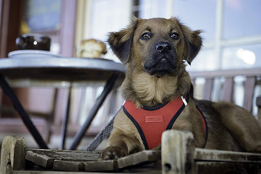 Arnés Reflectante Transpirable para Pasear Perros con Cuerda de Tracción - Image 2