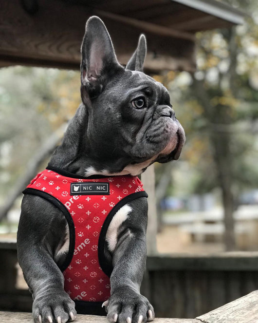 Arnés Pectoral Transpirable de Malla para Perros - Image 9