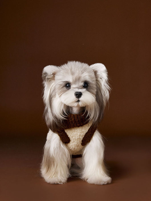 Suéter para Perro Tony Bear con Cuello Solapa - Image 13