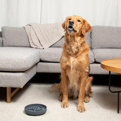 Comedero Lento de Silicona para Perros - Diseño Moderno Anti-Gulping - Image 14