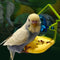 Juguete Comedero Interactivo para Jaulas de Aves - Accesorios Antiderrames