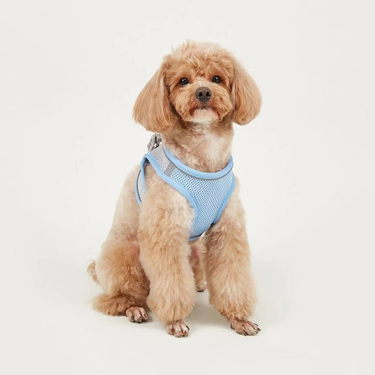 Small light brown poodle wearing an orange mesh dog vest harness with reflective trim and a retractable leash. - Image 12