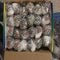 5cm Grape Ball White Net