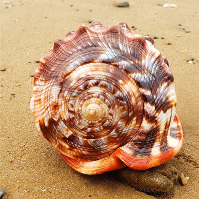 Caracol Gigante Natural Wanbao para Decoración de Acuarios y Paisajismo - Image 4