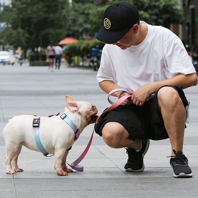Correa para Perros Pequeños y Medianos - Image 11